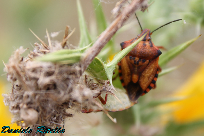 Pentatomidae: Carpocoris mediterraneus mediterraneus